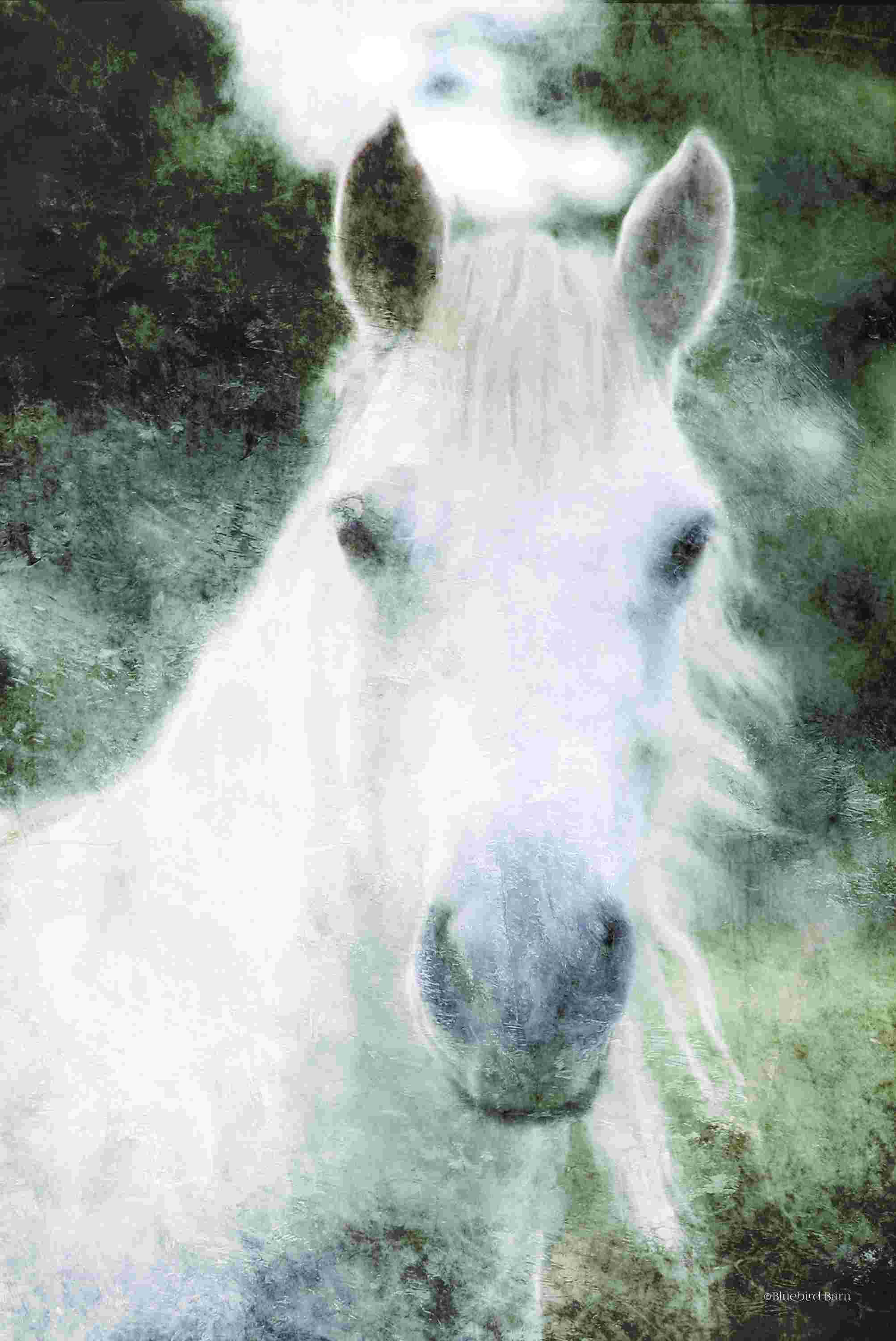 August Grove® White Horse Mystique On Canvas by Bluebird Barn Print