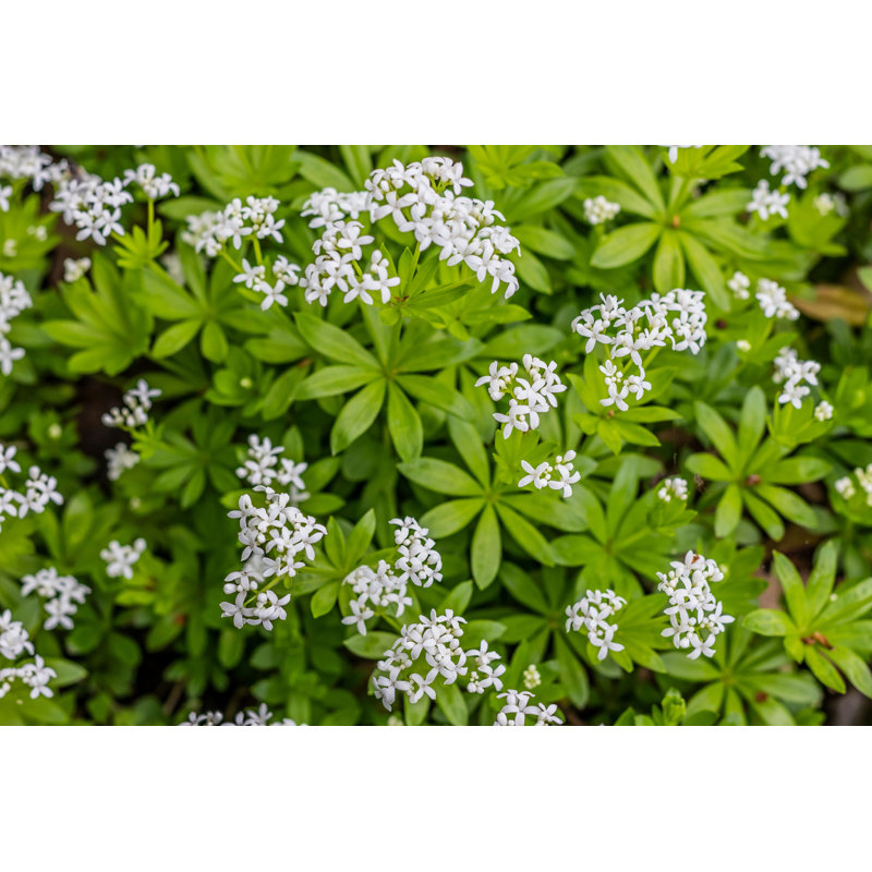 Blooming Woodruff - Photographie sur toile tendue, H 8 po x l 12 po