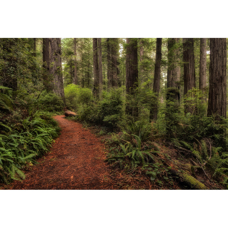 A Walk in the Woods II by Danny Head - Photograph, Black Floater Framed, 30cm H x 46cm W