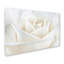 «Pure White Rose», reproduction de photo encadrée-31106338-35748193-50509882