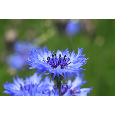 «Blue Cornflowers in Field» par Yankane - photographie sur toile tendue