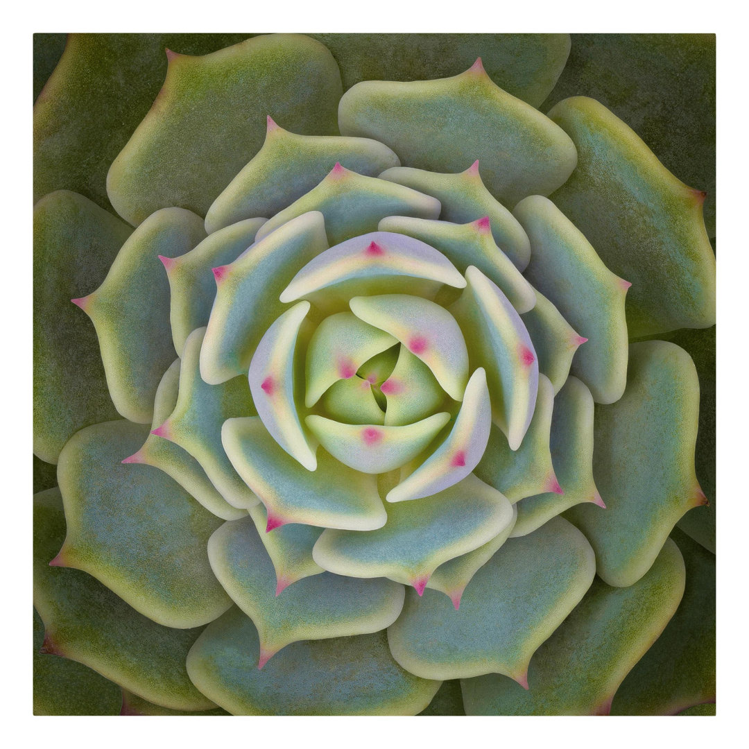 Leinwandbild Sukkulente von Echeveria Ben Badis