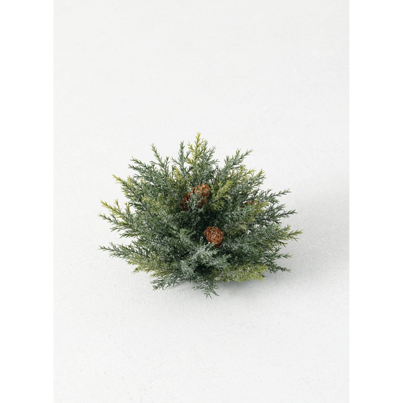 Globe d’arborvitae givré Adanac