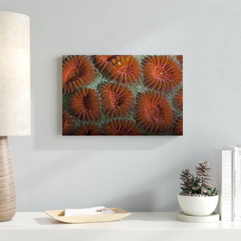 Orange Dream S. Raja Ampat, Indonésie par Beverly Factor - photographie sur toile tendue, H 12 po x l 18 po x P 1,25 po