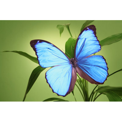 Papillon Deptula par Vtwinpixel