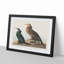 Cormorant Birds by John James Audubon - Picture Frame Painting Print-55510327-55510332
