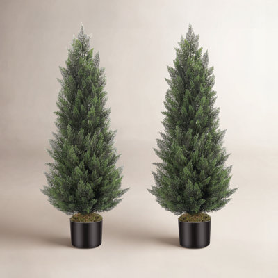 59" Cedar Tree in Pot