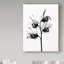 « doux pea x ray », reproduction de photo sur toile tendue-31881794