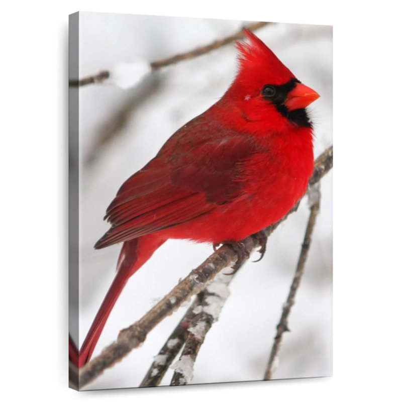 Brampt Birch Tree And Cardinal, 36" H x 24" W