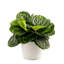 Calathea in Décor Planter
