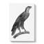 Greater Spotted Eagle - Wrapped Canvas-55315679