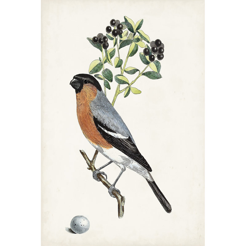 Antique Bird, Botanical And Egg IV -  Art Prints, 76 cm H x 51 cm W, Wrapped Canvas