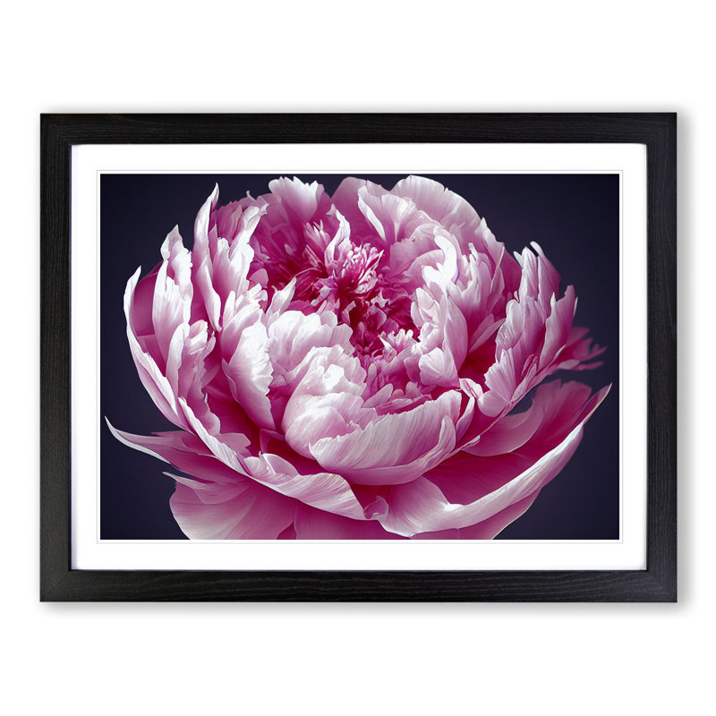 Astonishing Peony Flower - Single Picture Frame Print, Black, 46cm H x 64cm W