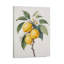 Lemon Branch With Blossoms, Built-In Wooden Frame Wall Art, 20L X 16W