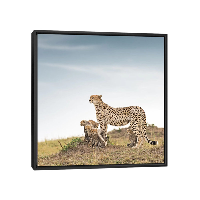 Colour Cheetah & Cubs by Klaus Tiedge - Print on Canvas, 66.04 cm H x 66.04 cm W, Black Framed Canvas