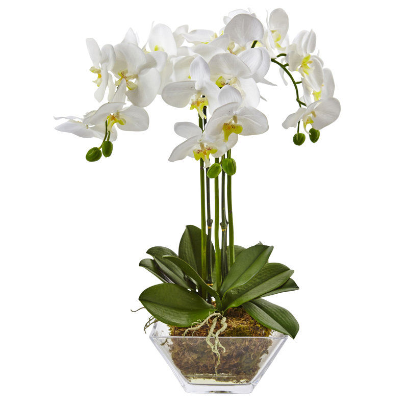 Orchid Arrangement in Vase, 22" H