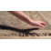 Ostrander Wool Oriental Indoor Rug