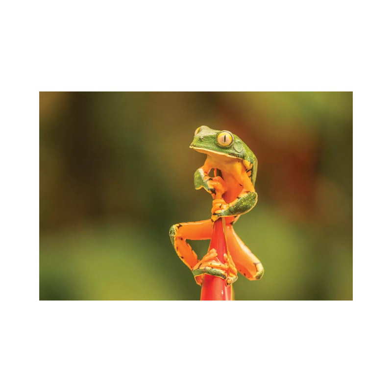 Costa Rica, La Paz River Valley, La Paz Waterfall Garden. Captive Splendid Leaf Frog On Heliconia. by Jaynes Gallery - Wrapped Canvas Print
