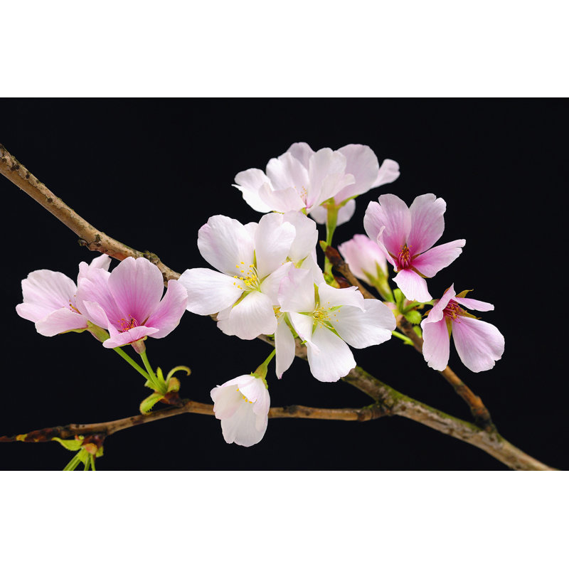 Panneau mural L 3,9 pi x l 70,8 po Chiron Blossoms