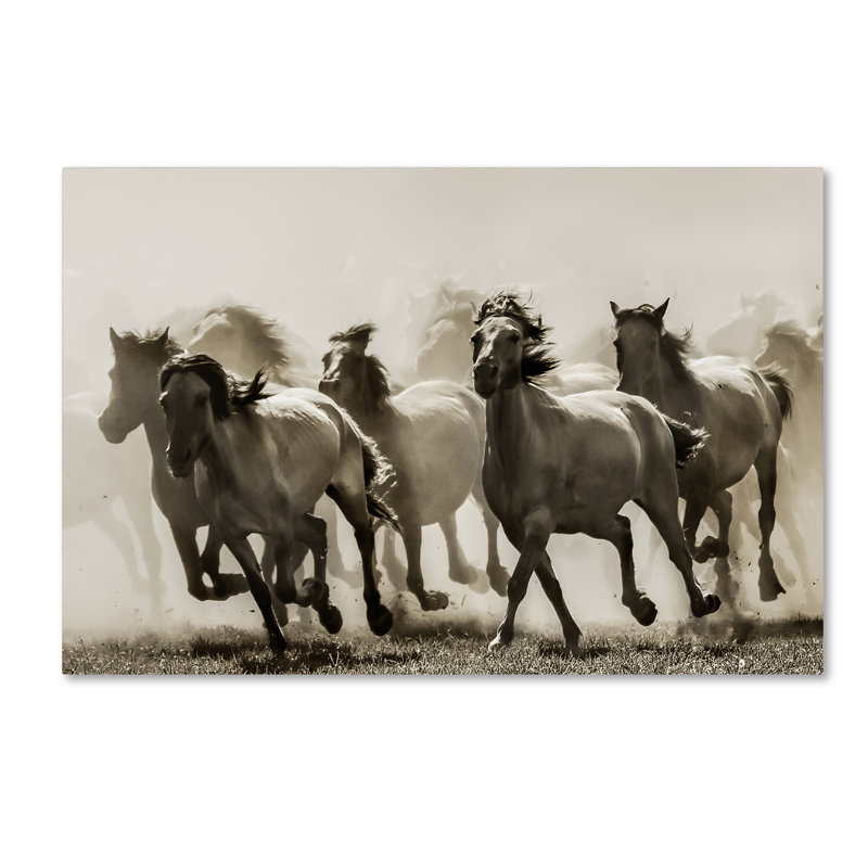 « cheval », reproduction de photo sur toile tendue, H 30 po x l 47 po
