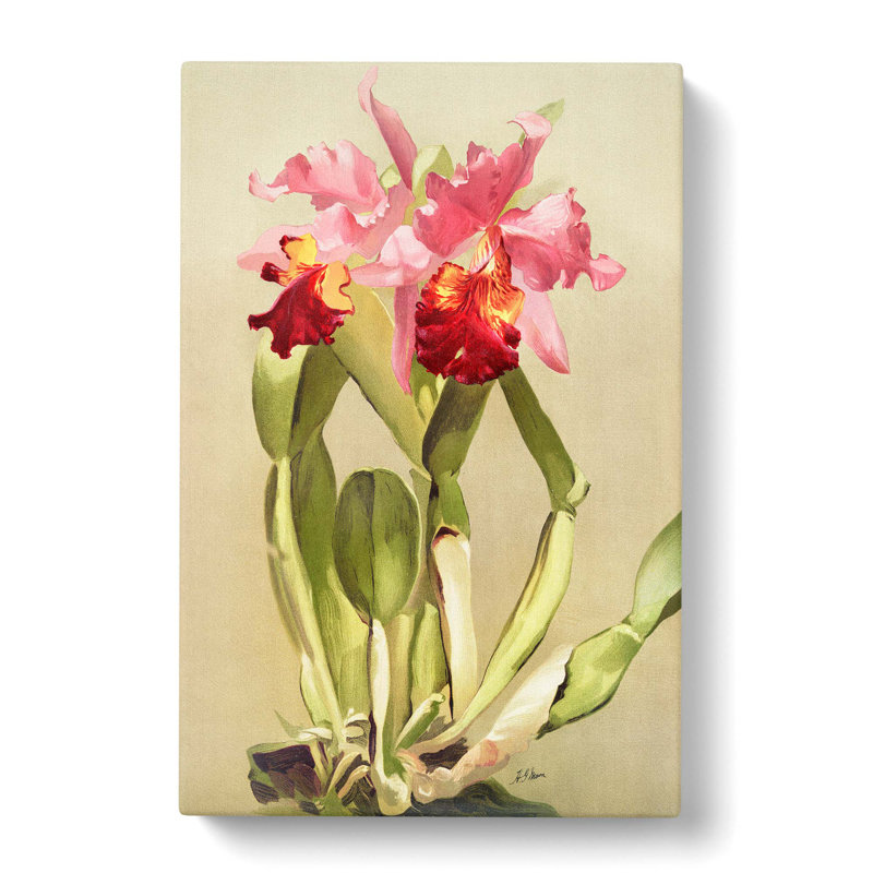 Magnolia Flowers Illustration Tab. 55 by Frederick Sander - Wrapped Canvas Print, 76cm H x 50cm W x 3cm D
