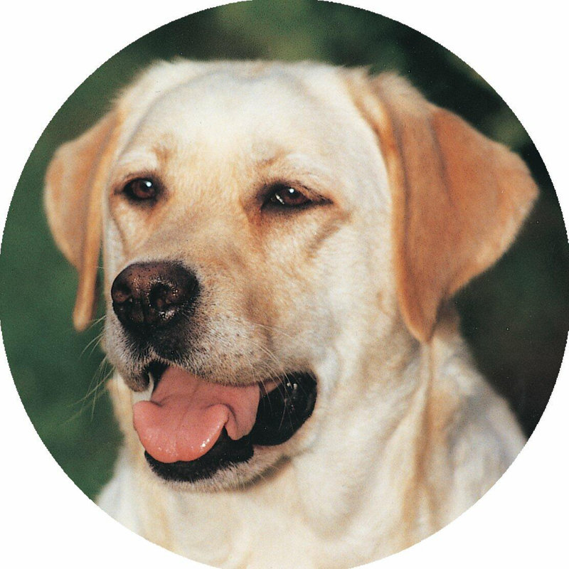 Piece Coaster, Labrador Yellow