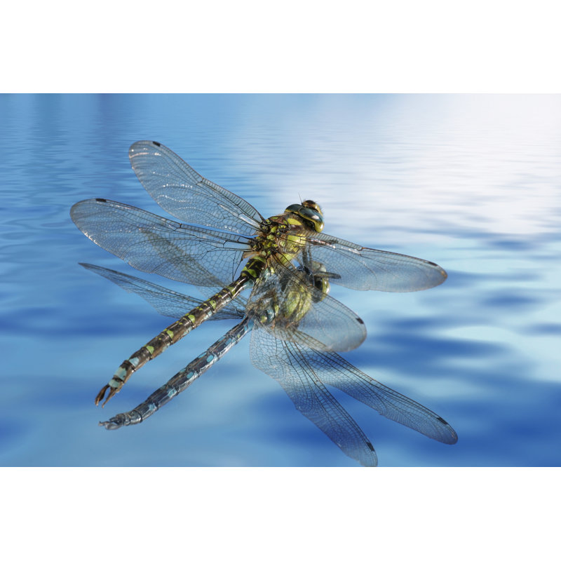 Durkee Dragonfly - Wrapped Canvas Print, 81cm H x 122cm W x 3.8cm D