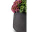 Neriah Mini Sedum Arrangement