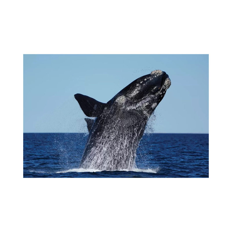 Southern Right Whale Breaching, Peninsula Valdez, Argentina by Hiroya Minakuchi - Wrapped Canvas Print