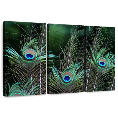 Ornate Peacock Feathers