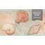 Bordure de papier peint pelez et collez Go10021 Seashells hauteur 10 po x 15 pi vert clair rose orange