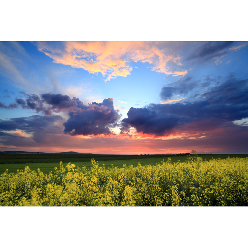 Rape Field After Sunset - Wrapped Canvas Print, 51cm H x 76cm W x 3.8cm D