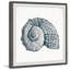 Luxur «Sturdy Shell» - Reproduction de cadre photo sur papier-276966145-283168264
