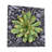 " Echeveria Spruce Oliver "-731427062