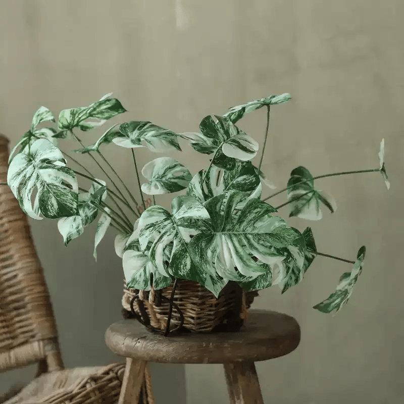 Variété de racines variées Monstera - 17,3 po, Trois bottes
