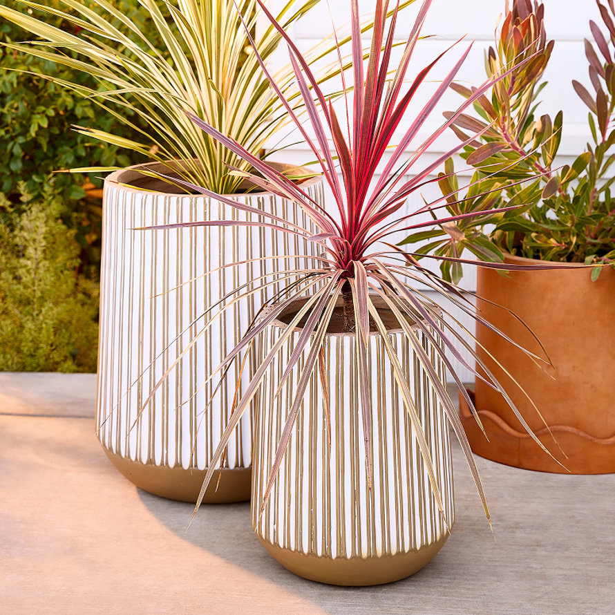 Deux plantes, pots rayés blanc et or.