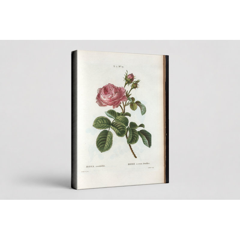 Rosa Centifolia (Cabbage Rose) - art mural sur toile Portrait, 30" W x 20" H