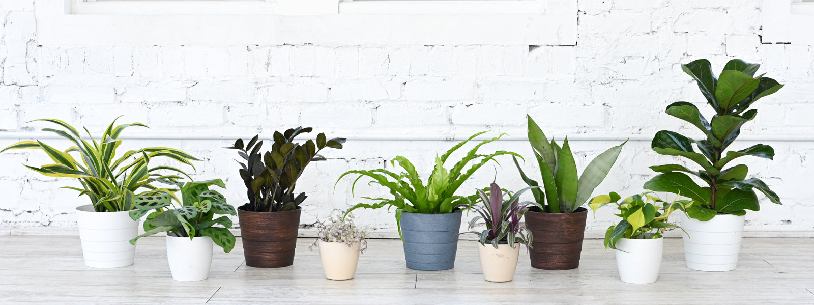 Thorsen's Greenhouse Image Hero