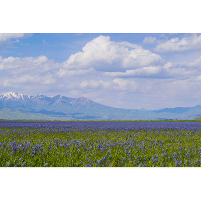 Field of Camas Lilies 1 Piece Wrapped Canvas Wall Art