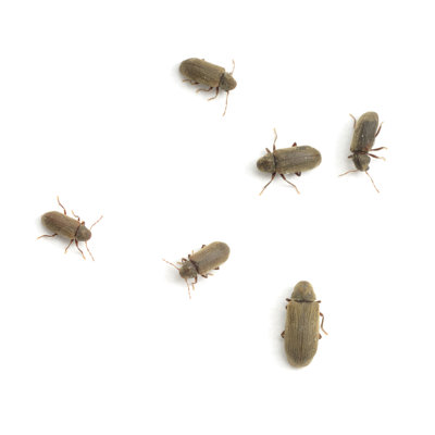 Woodworm Beetles par Alasdairjames
