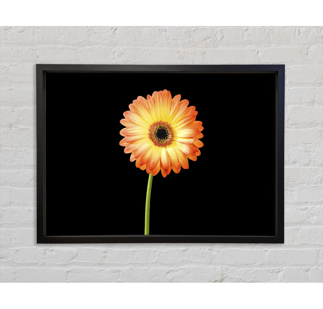 Orange Gerbera auf Schwarz - Einzelner Bilderrahmen Kunstdrucke auf Leinwand