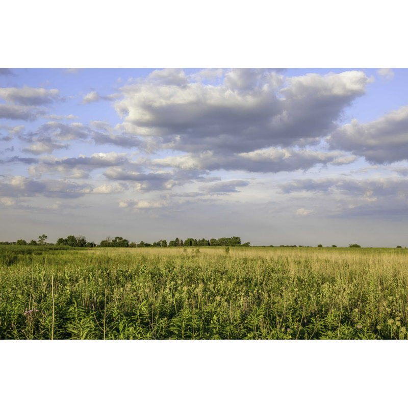 «Subair Prairie in Summer» - peinture sur toile tendue, H 12 po x l 18 po