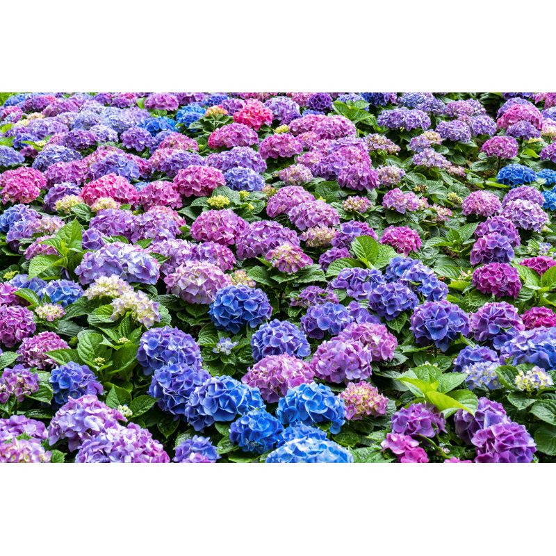 Hydrangea Flower in Garden par Phanasitti - photographie sur toile tendue, L 12 po x H 8 po