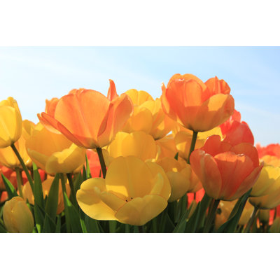 Tulipes en fleurs - Photographie sur toile
