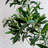 1 gal. Olive Tree