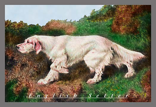 « standard english setter », reproduction d’art