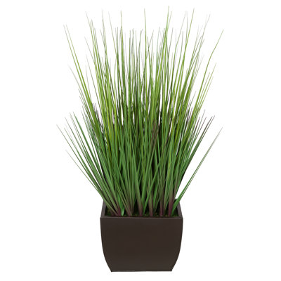 Herbe à feuillage 28 po en pot