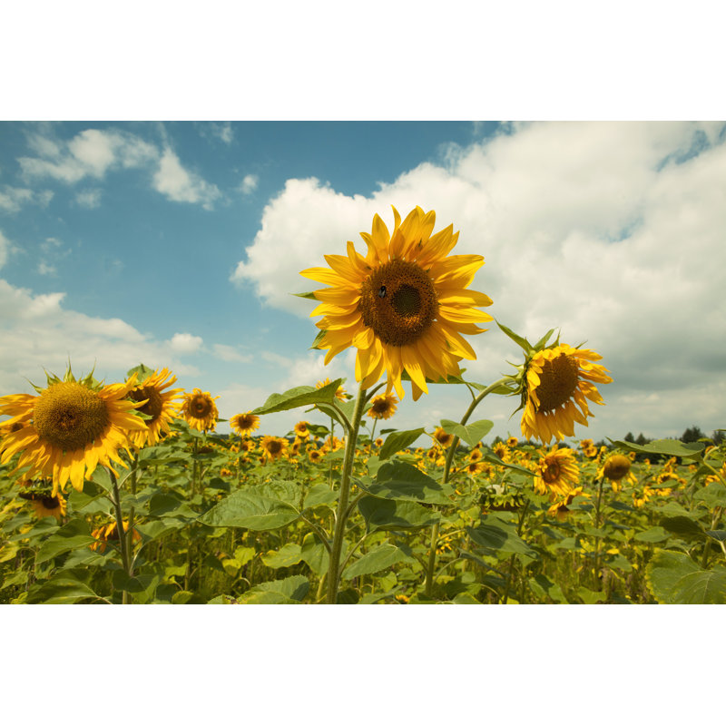 Champ de tournesols de Magmos, H 32 po x l 48 po