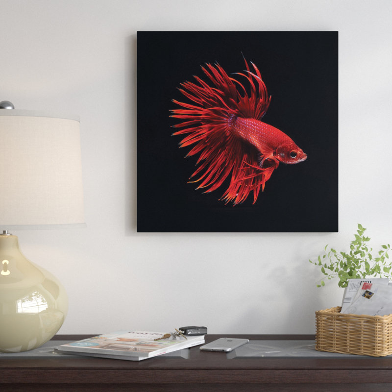«Red Betta Fish» par PhotoINC Studio - Reproduction giclée sur toile tendue avec châssis, H 12 po x l 12 po x P 0,75 po