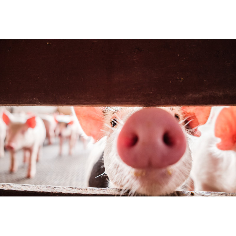 Curious Pigs by Davy3 Photo - Wrapped Canvas Print, 20cm H x 30cm W